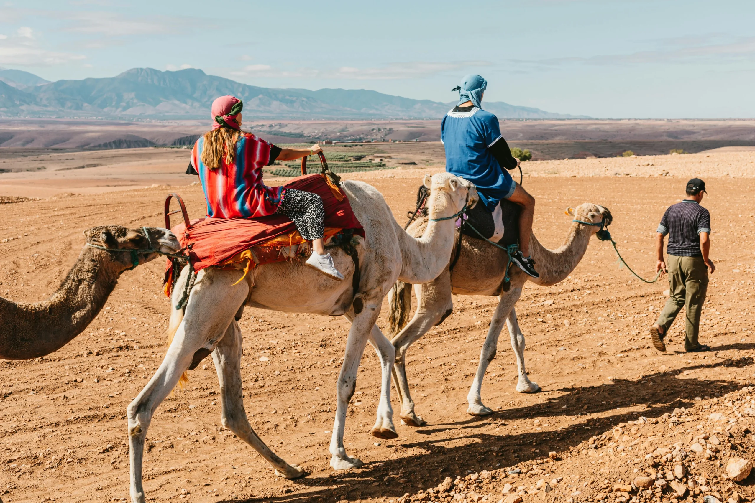 Camel Safari